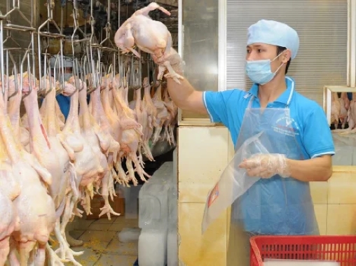 Đơn tuyển dụng 4 nam chế biến gà - Nhà máy Diec Thinh - Bình Đông