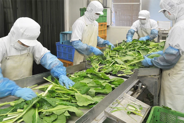 Đơn tuyển dụng 10 nữ chế biến rau củ – đóng gói thực phẩm