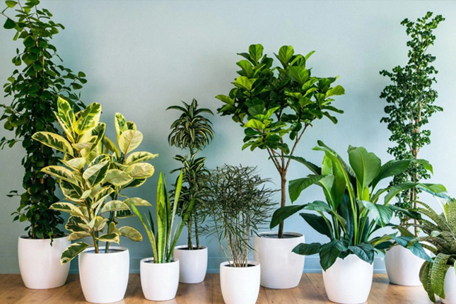 Tuyển 06 nữ sản xuất sinh vật cảnh - Miêu Lật, Đài Loan