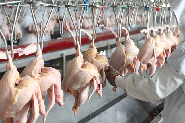 Đơn tuyển dụng 09 lao động chế biến thịt gà xuất khẩu