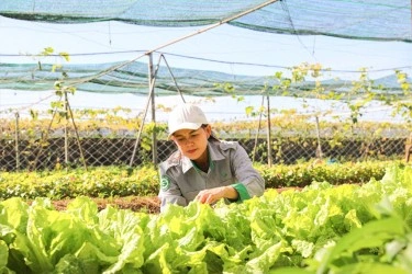 Tuyển 8 Nam + 4 Nữ nông nghiệp rau sạch làm việc tại Đào Viên (Đài Loan)