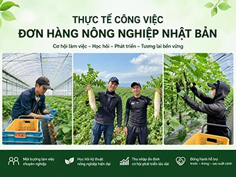Thực Tế Công Việc Đơn Hàng Nông Nghiệp Nhật Bản: Cơ Hội Đổi Đời Hay Nỗi Vất Vả Nuốt Nước Mắt?